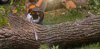 How Our Tree Care Process Works  in  Eielson Af, AK